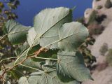 View full-size image Tilia dasystyla