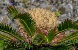 Смотреть изображение Cycas revoluta