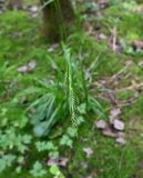 Смотреть изображение Carex sylvatica