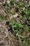 View full-size image Trifolium ambiguum