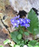 View full-size image Veronica liwanensis