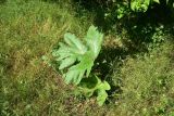 View full-size image genus Heracleum