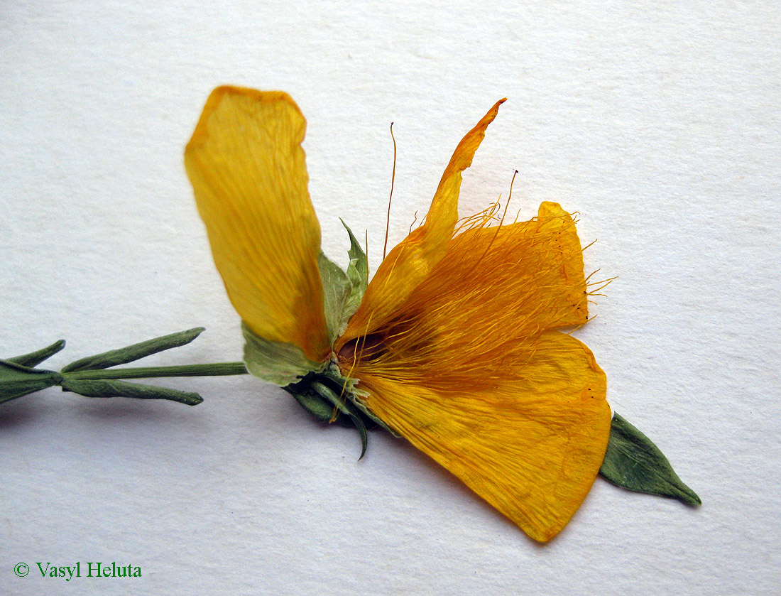 Image of Hypericum olympicum specimen.