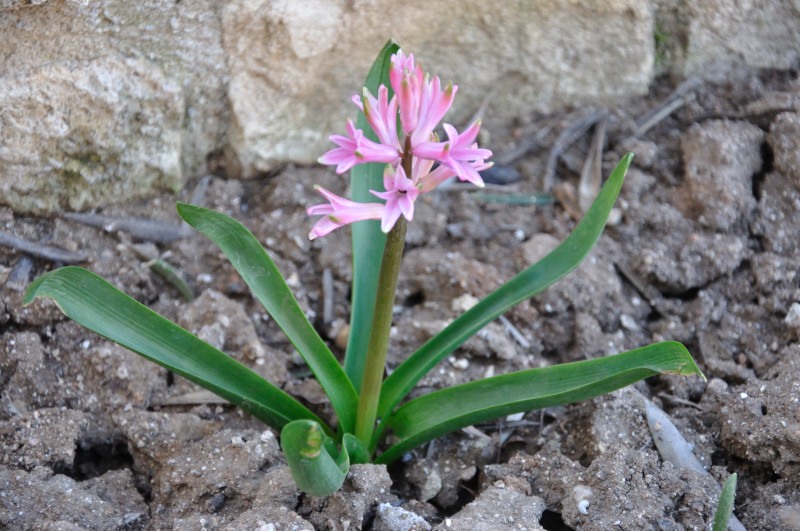 Image of Hyacinthus orientalis specimen.