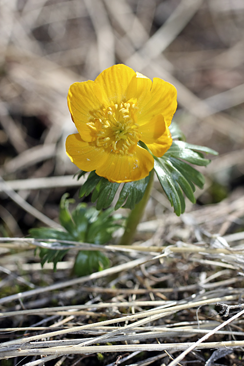 Image of Eranthis longistipitata specimen.