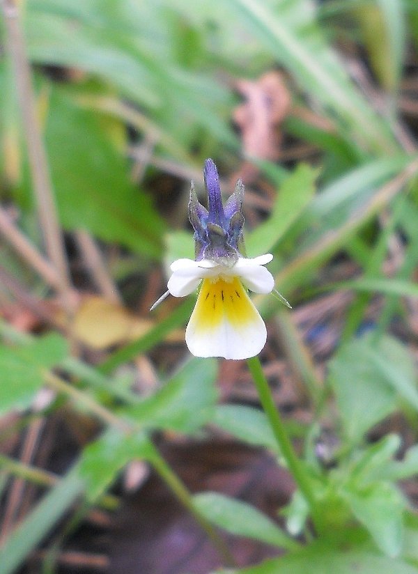 Image of Viola arvensis specimen.