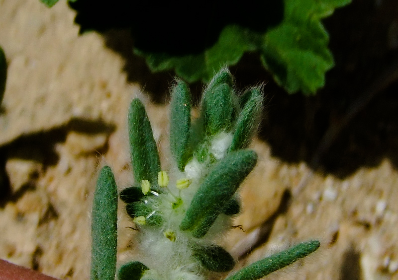 Image of Bassia eriophora specimen.