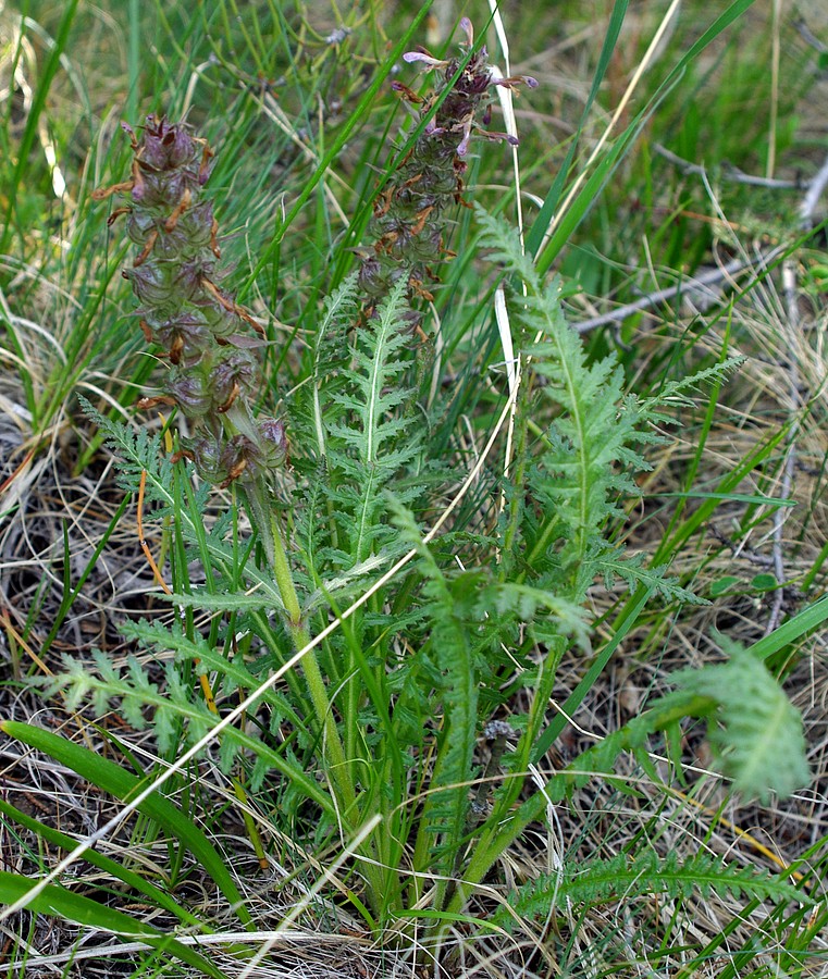 Изображение особи Pedicularis olgae.