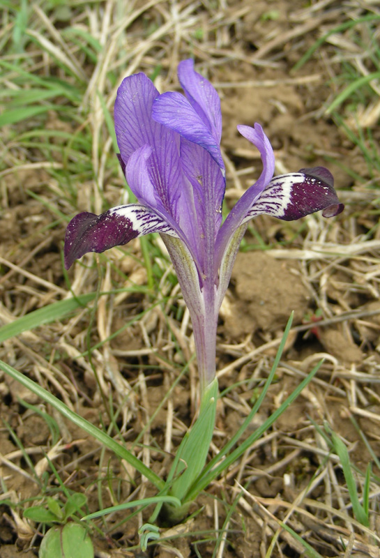 Image of Iridodictyum kolpakowskianum specimen.