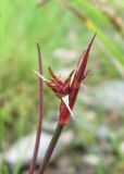 Juncus articulatus. Верхушка поражённого побега. Архангельская обл., Вельский р-н, окр. пос. Усть-Шоноша, берег р. Вель. 20.07.2011.