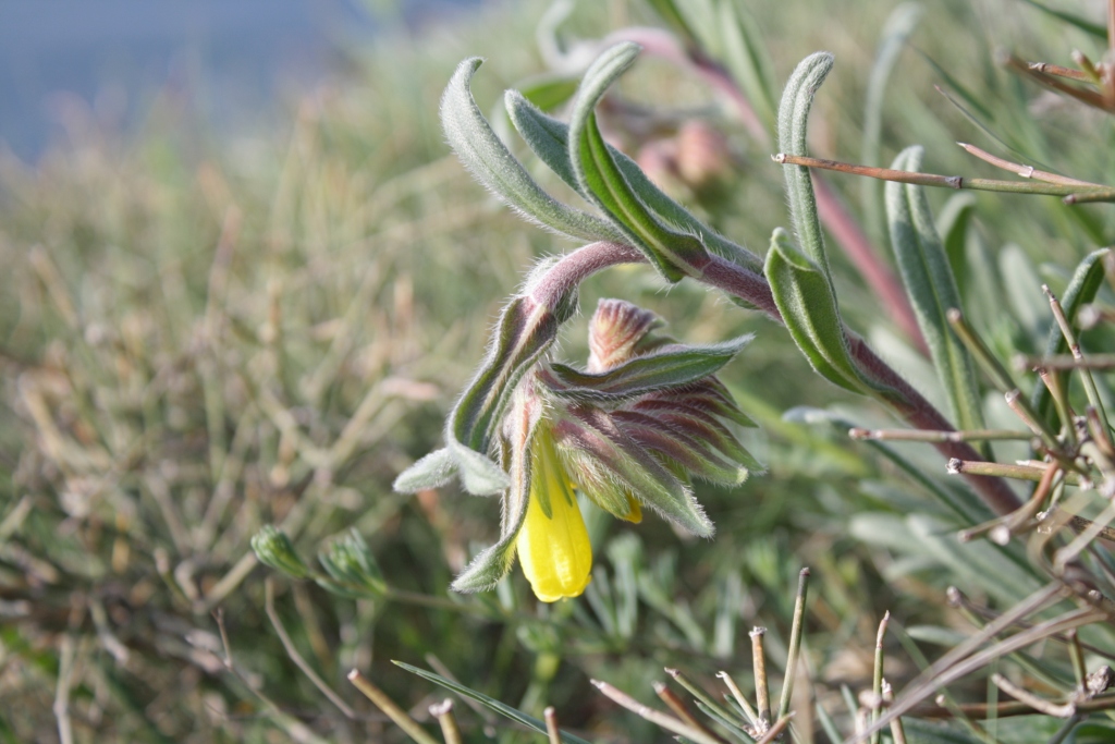 Image of Onosma taurica specimen.