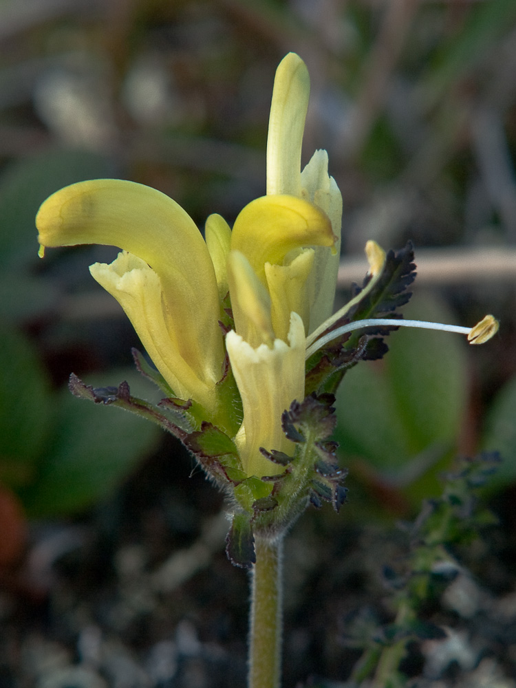 Изображение особи Pedicularis capitata.