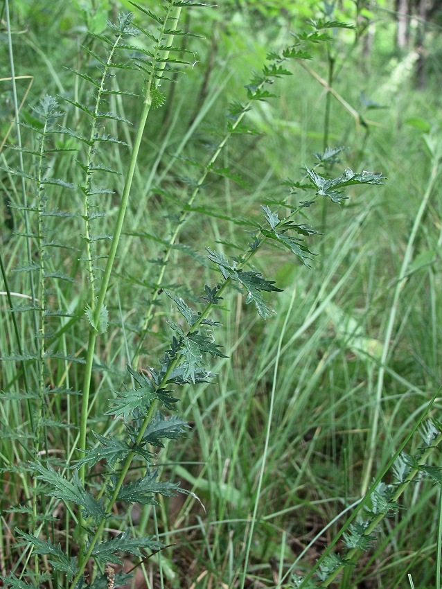 Image of Filipendula vulgaris specimen.