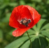 Papaver rhoeas