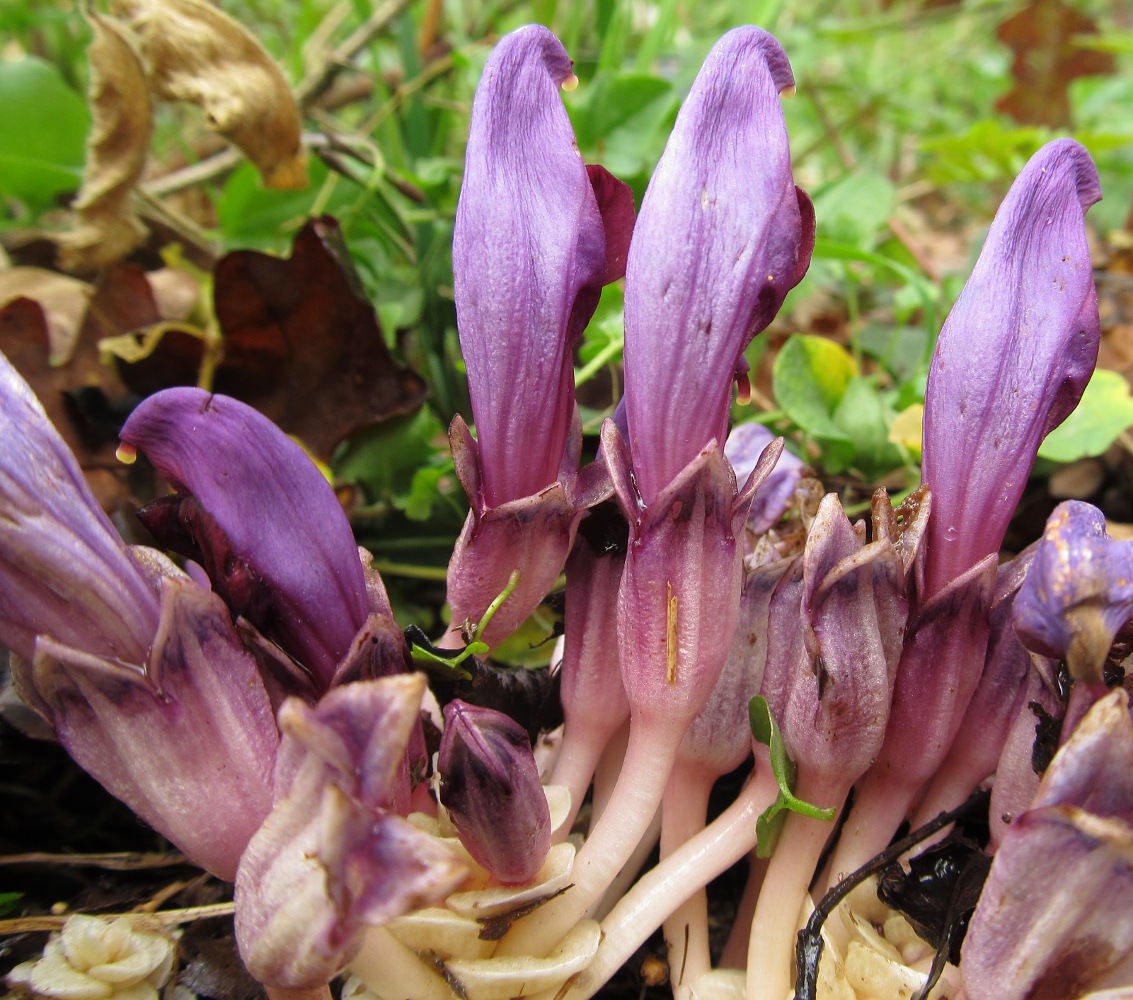 Image of Lathraea clandestina specimen.