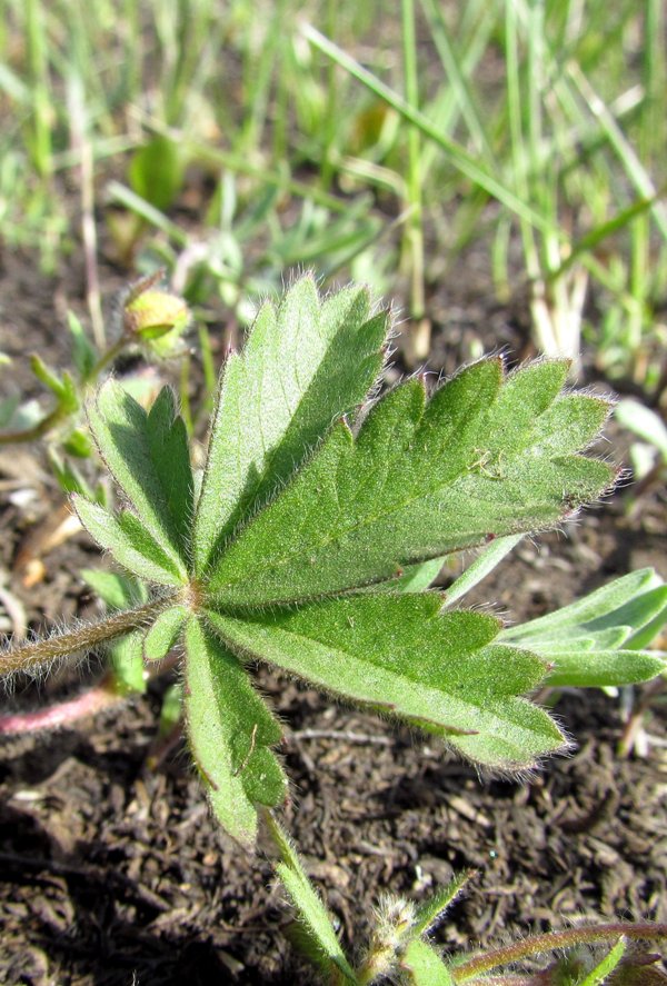 Image of Potentilla humifusa specimen.