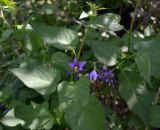 Solanum pseudopersicum