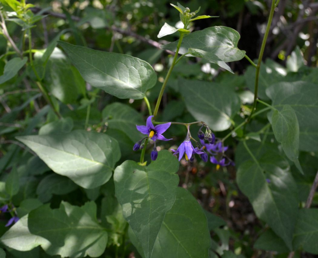 Image of Solanum pseudopersicum specimen.