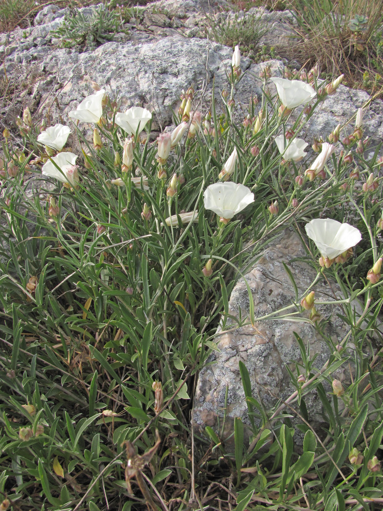 Image of Convolvulus holosericeus specimen.