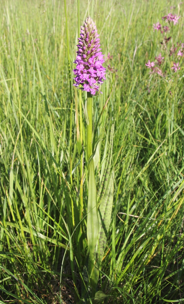 Изображение особи Dactylorhiza baltica.