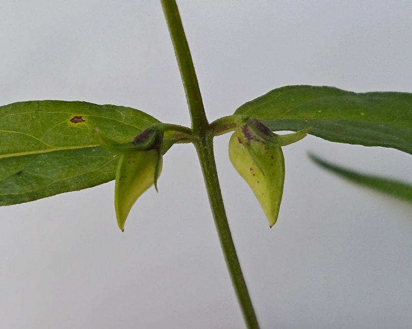 Изображение особи Melampyrum pratense.