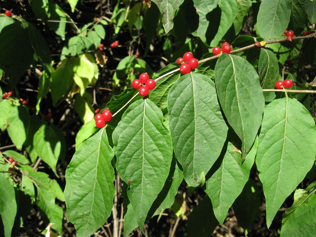 Image of Lonicera maackii specimen.