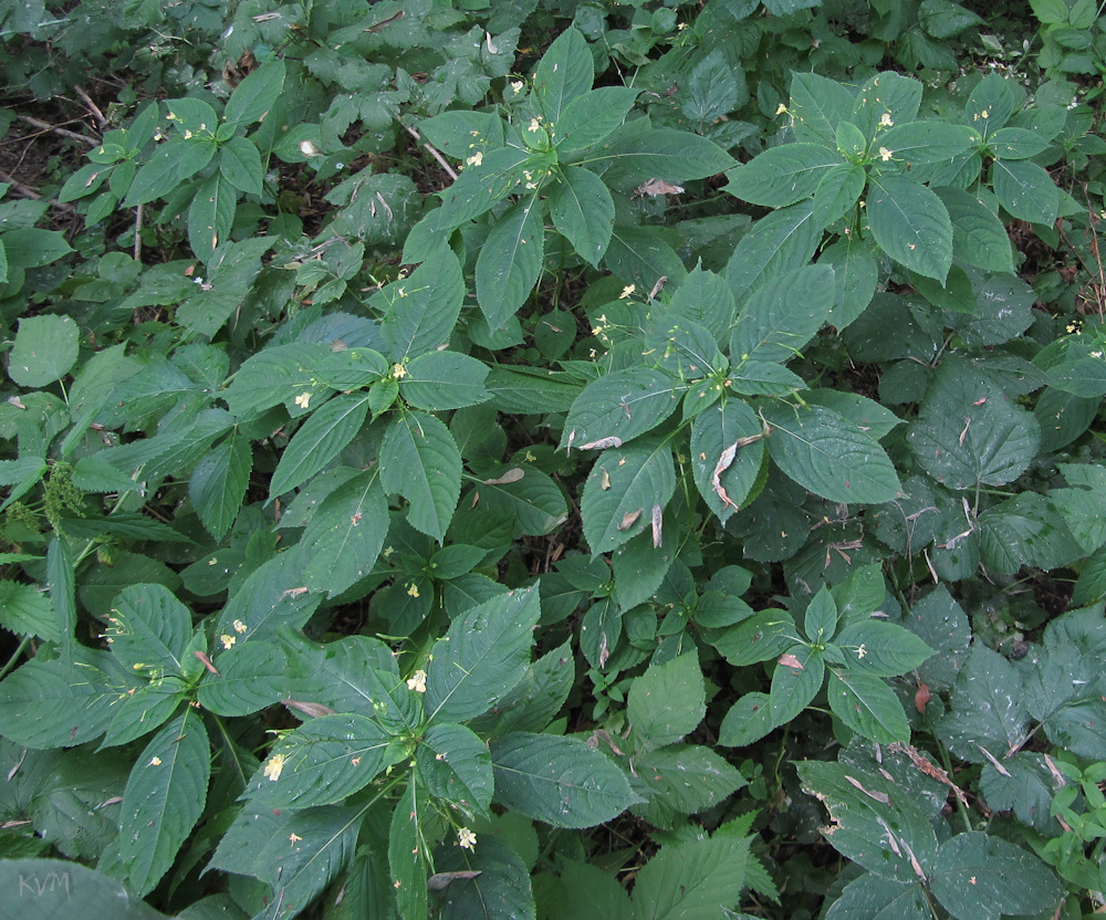 Image of Impatiens parviflora specimen.