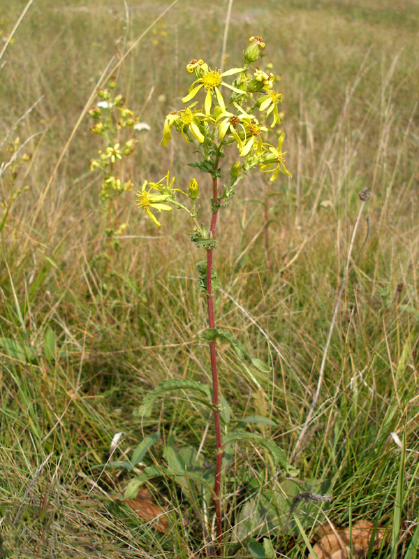 Image of Senecio paucifolius specimen.