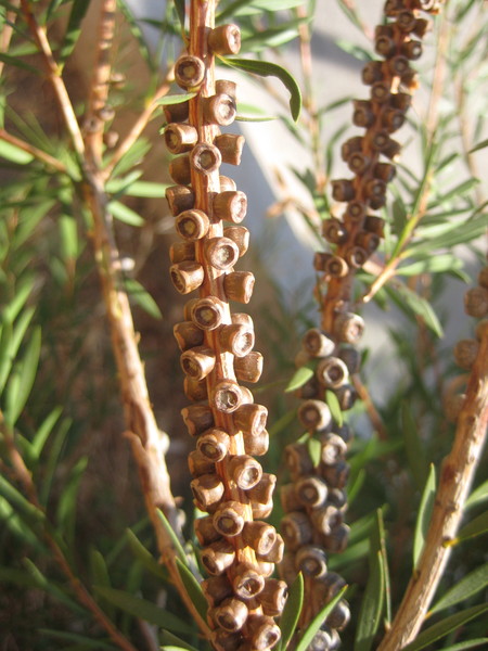 Изображение особи род Callistemon.