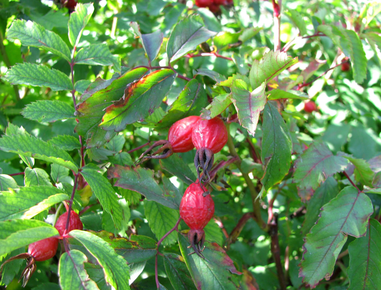 Image of genus Rosa specimen.