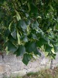 Tilia platyphyllos. Ветви с соплодиями. Германия, земля Саксония-Анхальт, г. Кведлинбург. 06.07.2012.