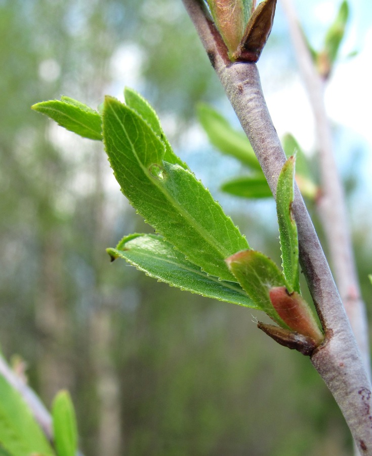 Image of Salix acutifolia specimen.