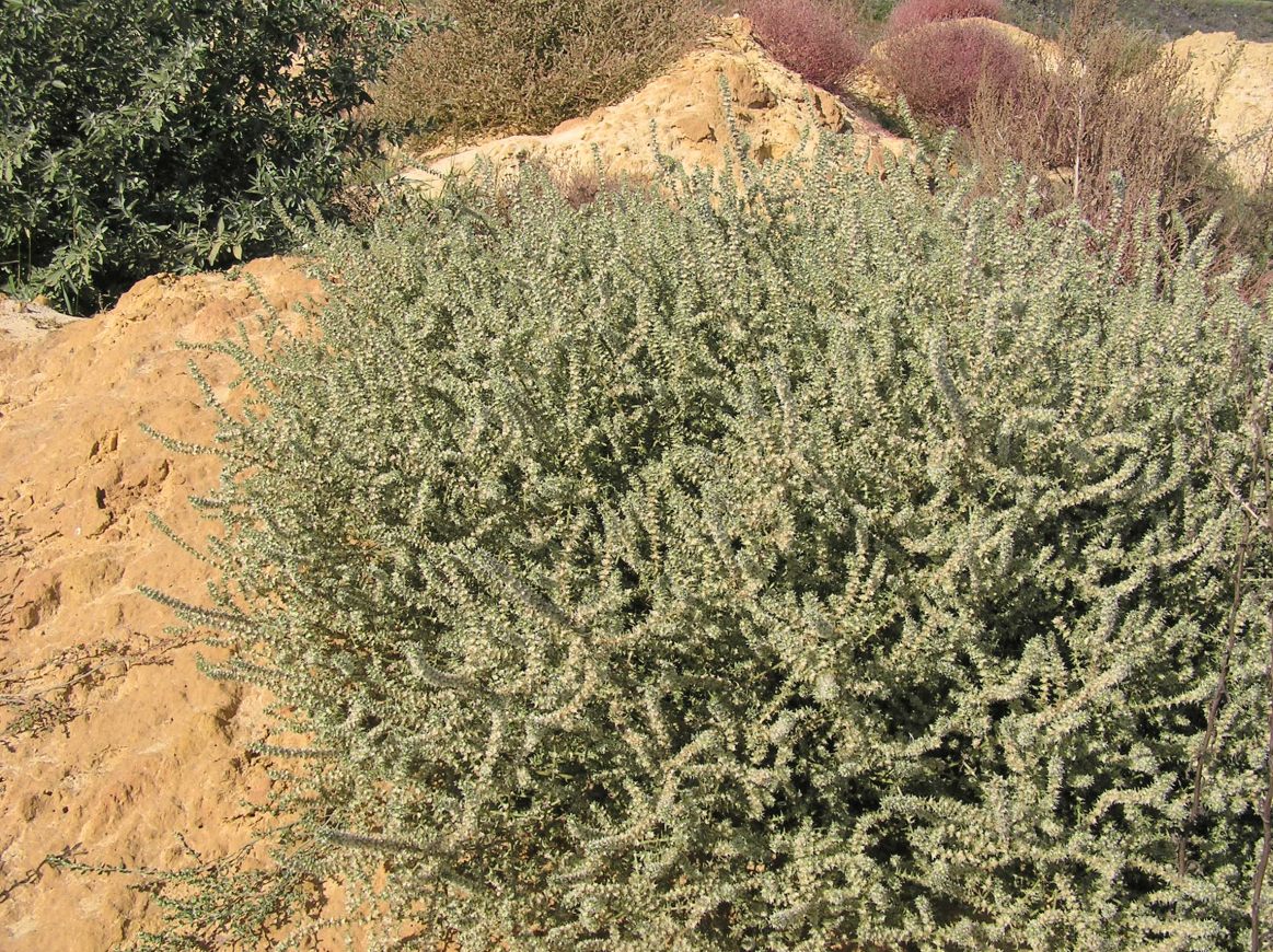 Изображение особи Salsola tragus.