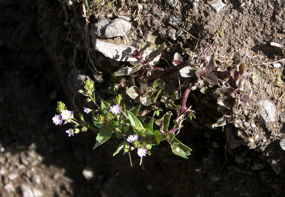 Image of Veronica anagalloides specimen.