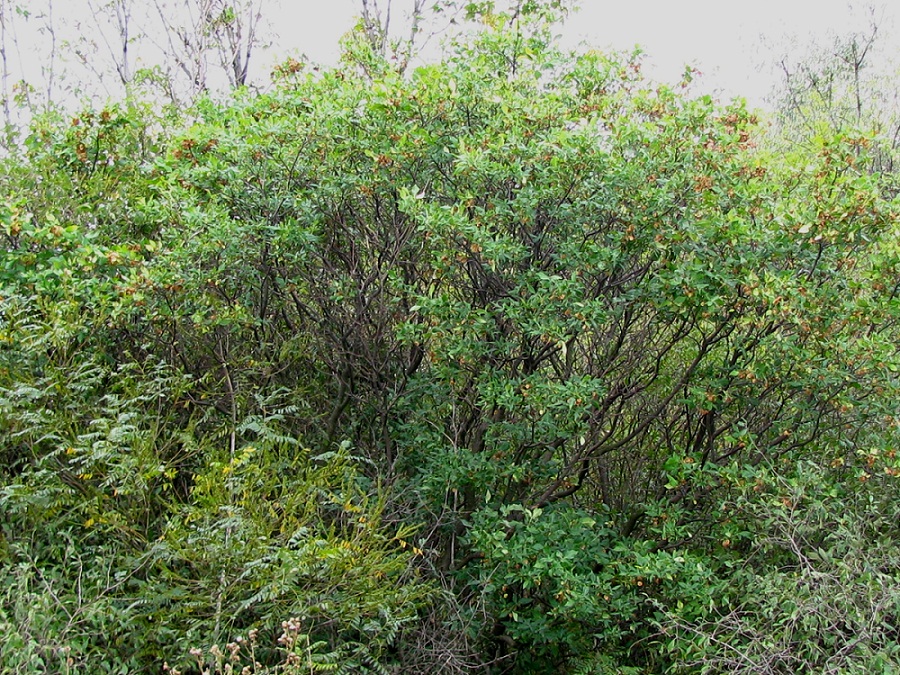 Image of Ptelea trifoliata specimen.