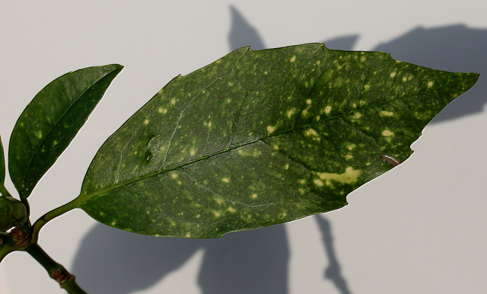 Image of Aucuba japonica specimen.