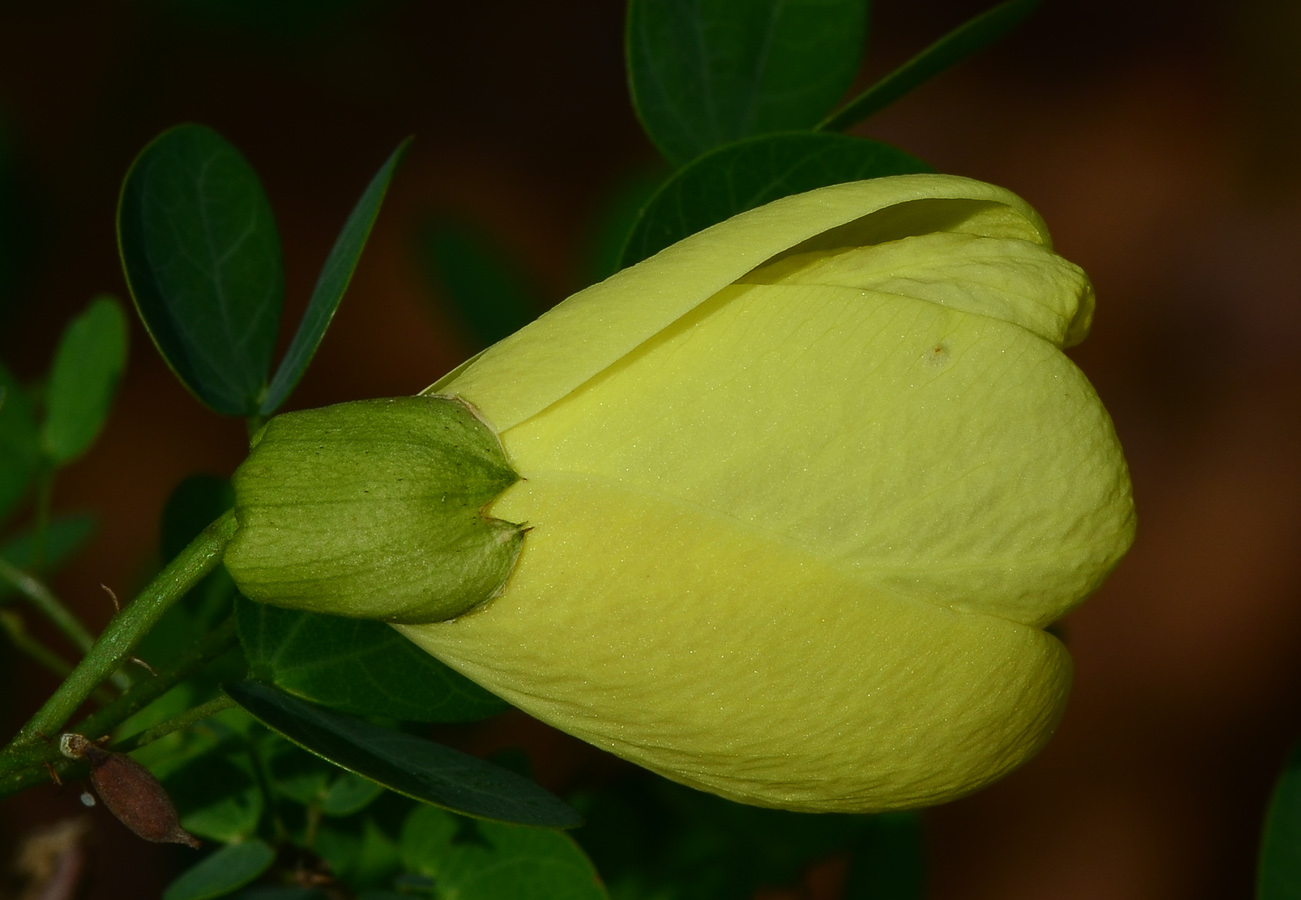 Изображение особи Bauhinia tomentosa.