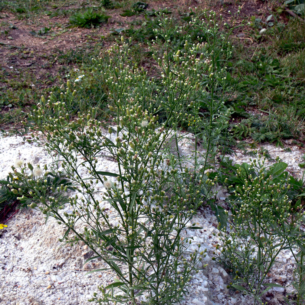 Image of Conyza canadensis specimen.