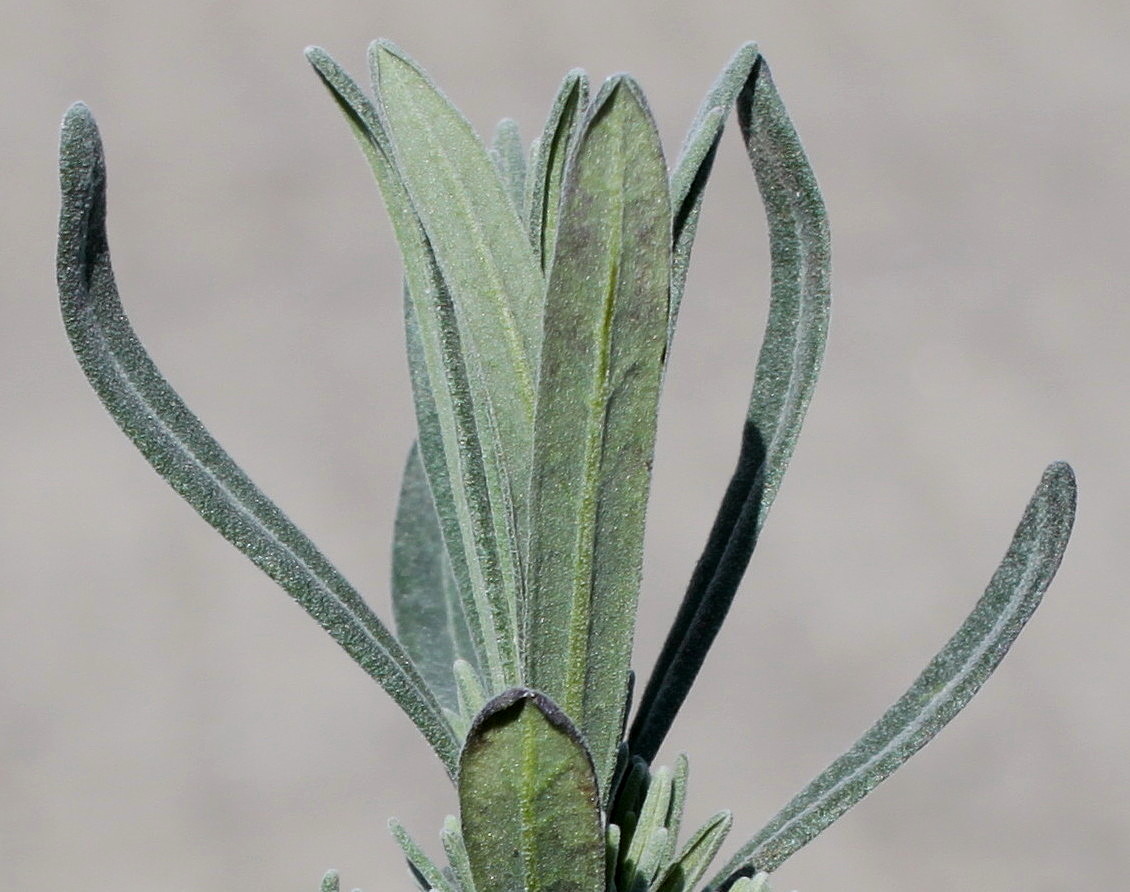 Image of Lavandula angustifolia specimen.