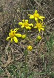 Senecio vernalis. Верхушка цветущего растения. Крым, Карадагский заповедник, степной склон к морю. 21 апреля 2013 г.