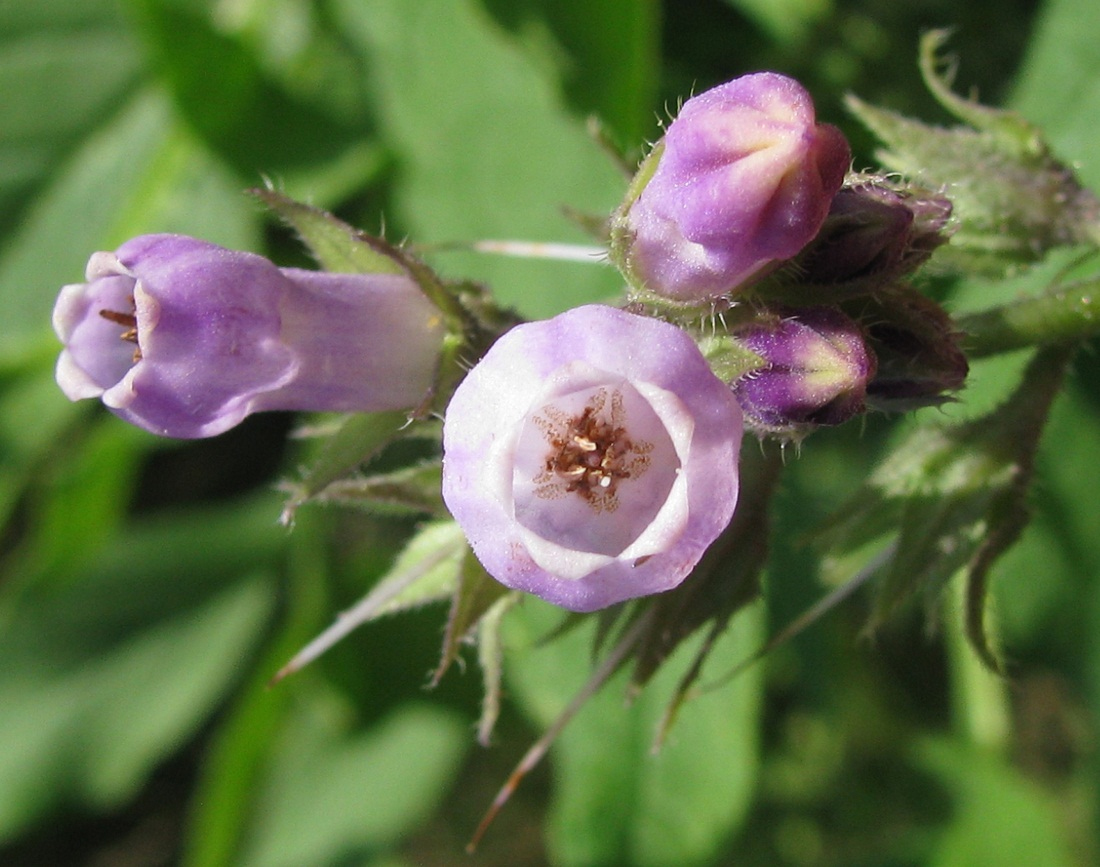 Изображение особи Symphytum officinale.