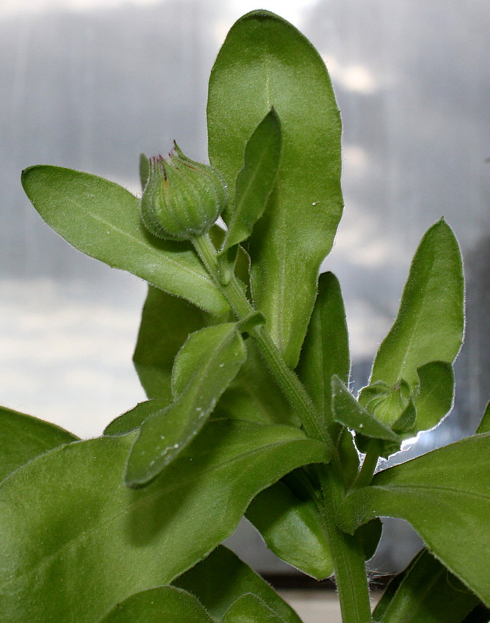 Изображение особи Calendula officinalis.