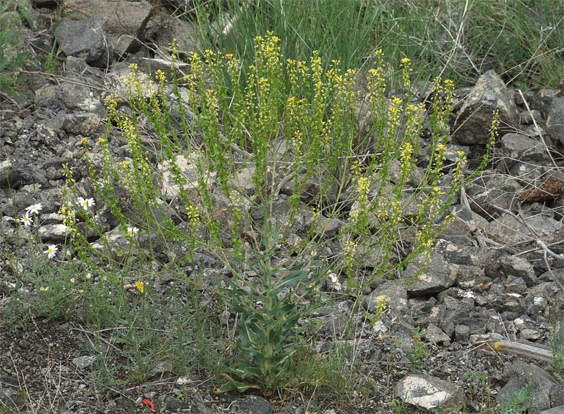 Image of Isatis steveniana specimen.