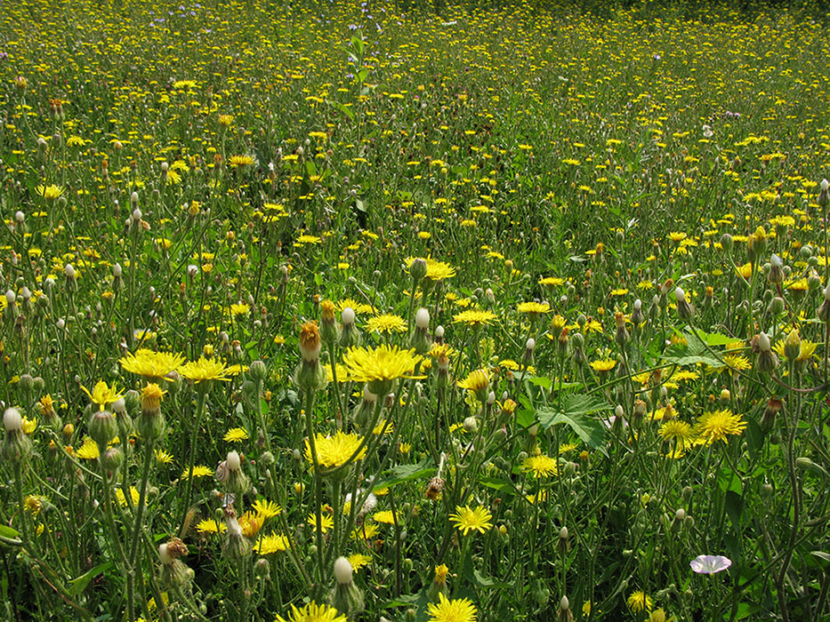 Image of Crepis rhoeadifolia specimen.