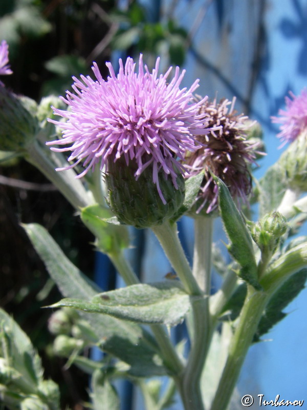 Image of Cirsium incanum specimen.