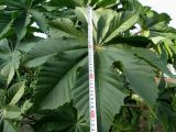 Ricinus communis