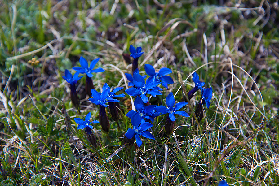 Image of Gentiana uniflora specimen.