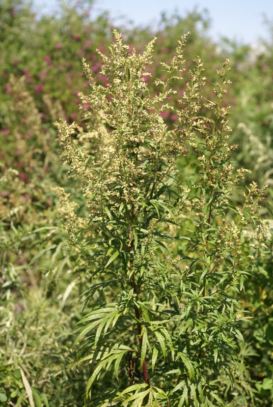 Изображение особи Artemisia rubripes.