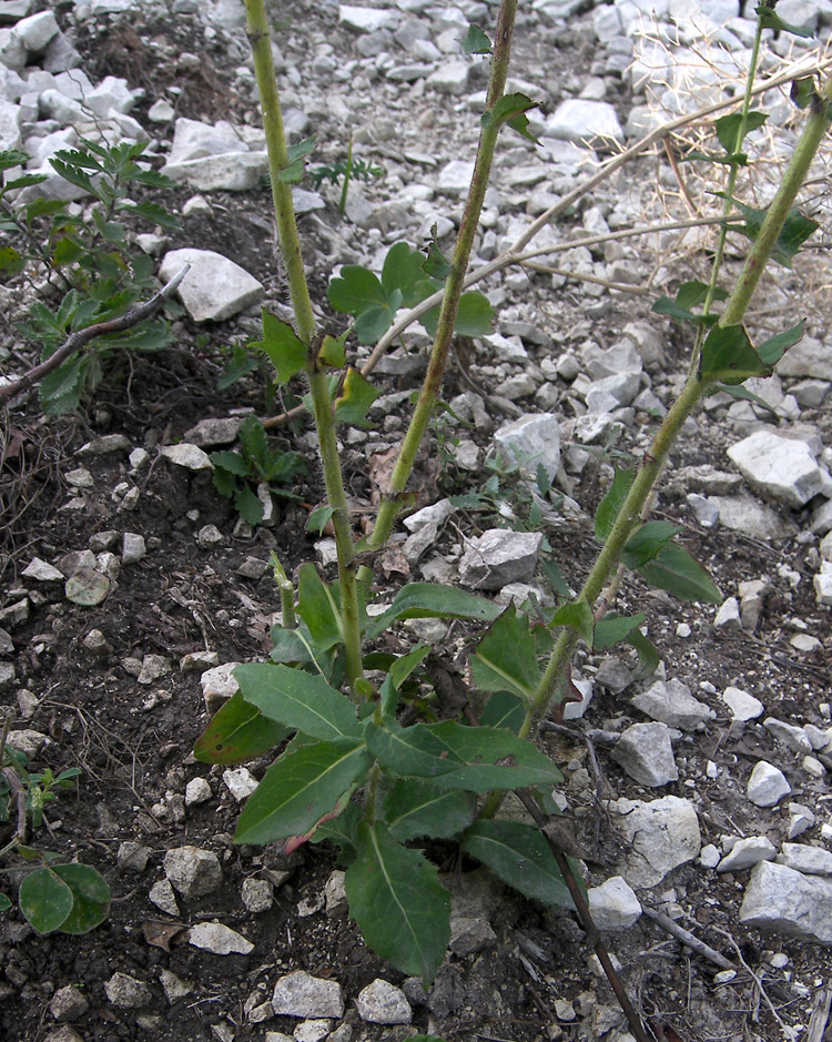 Изображение особи Hieracium robustum.