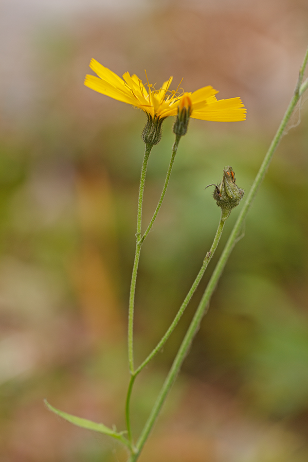 Изображение особи род Hieracium.